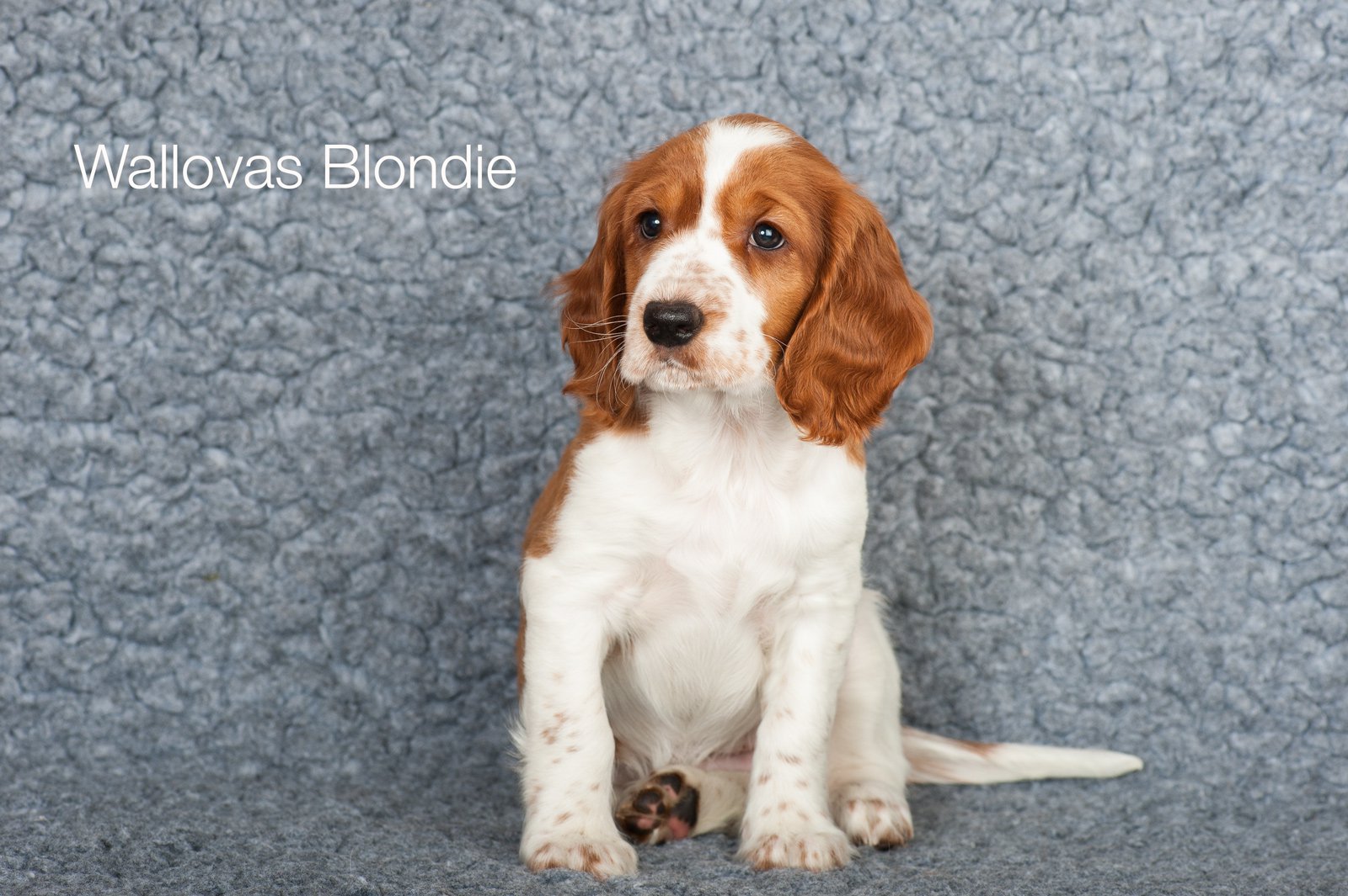 Wallovas Blondie