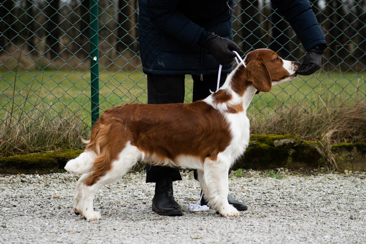 Wallovas New Order (Nimbus)