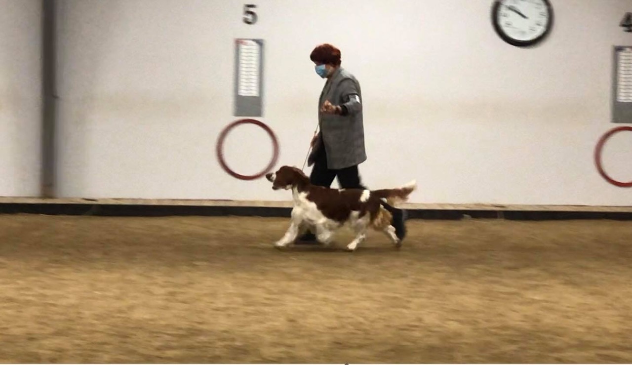 Wallovas Snow Patrol - Keanu