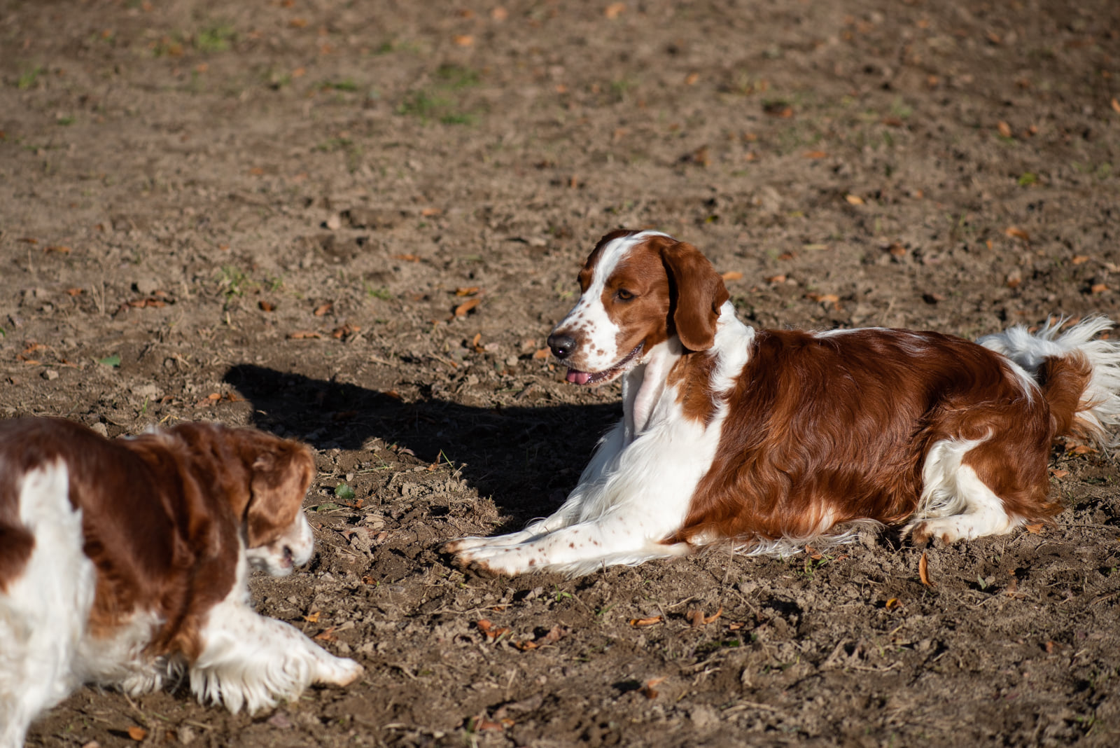 Kennelträff - Kennel Wallova Oktober 2020