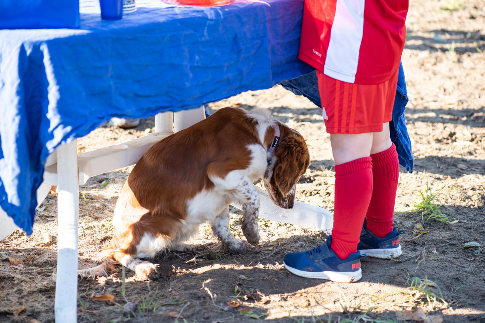 Kennelträff - Kennel Wallova Oktober 2020