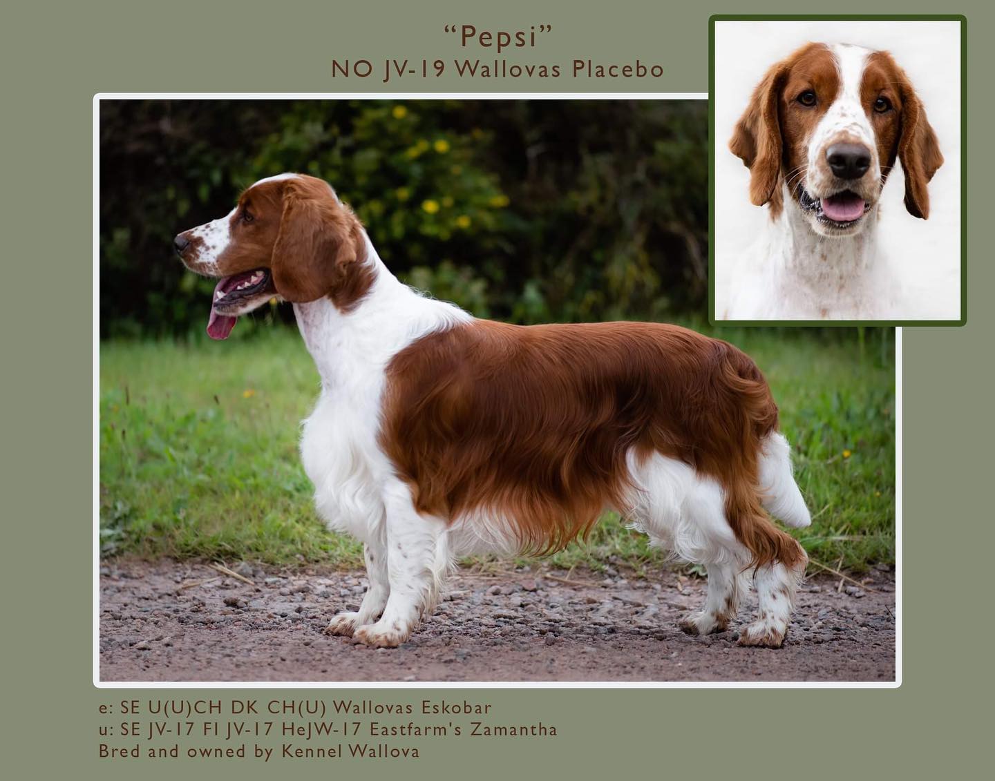 Wallovas Placebo - Pepsi