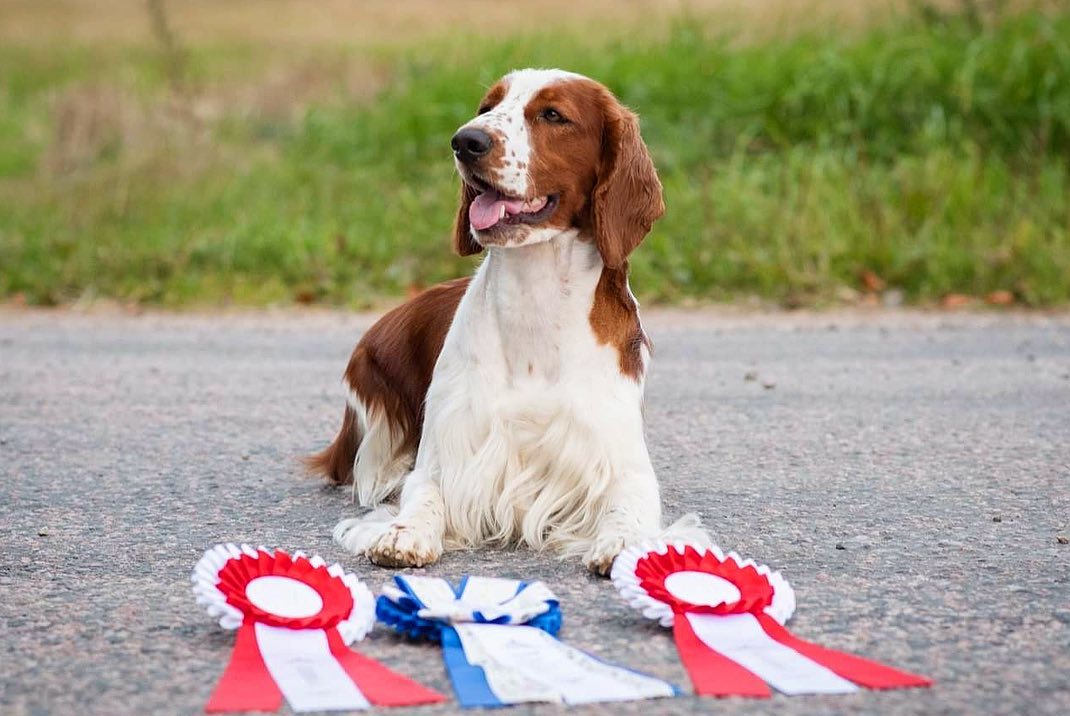 Valp Z-kullen - Kennel Wallova