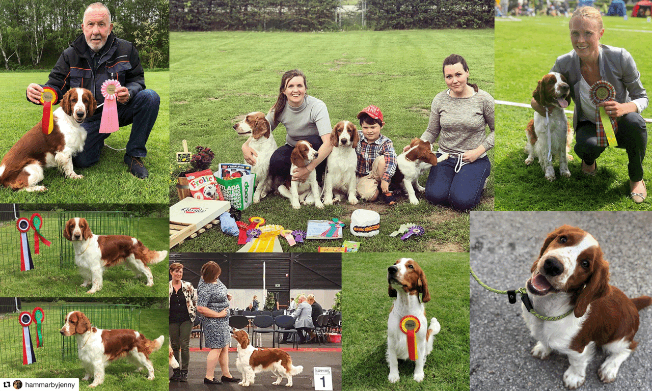 Hundar från Kennel Wallova