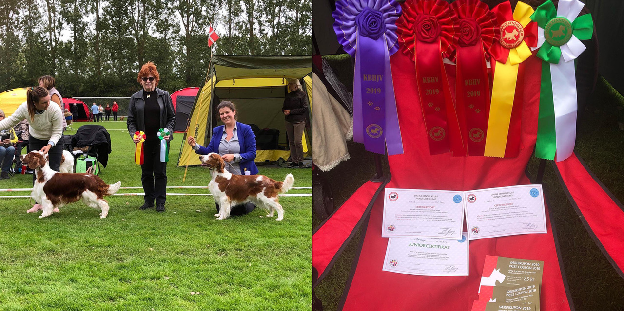 Kennel Wallova BIR och BIM på Ballerup, Köpenhamn Hundutställning 2019