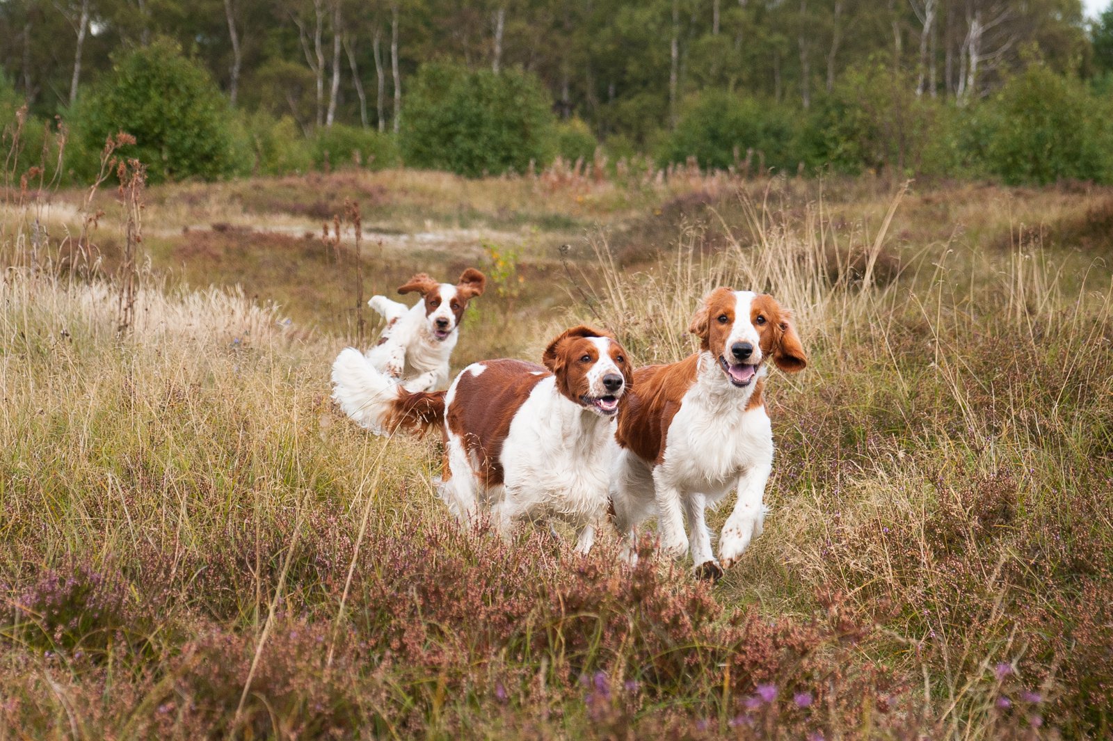 Wallovas i Faslterbo