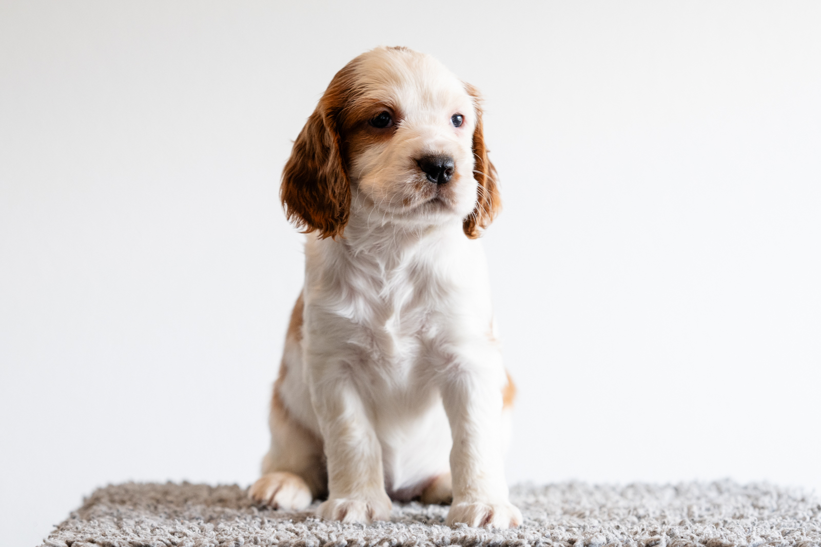 Valp ur M-Kullen - Kennel Wallova