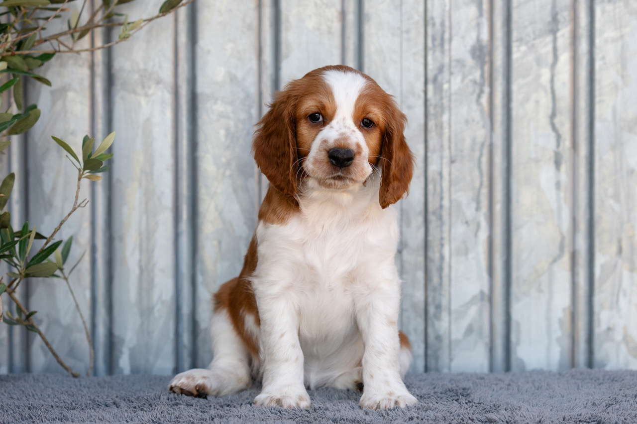 Y-kullen 2026 - Kennel Wallova