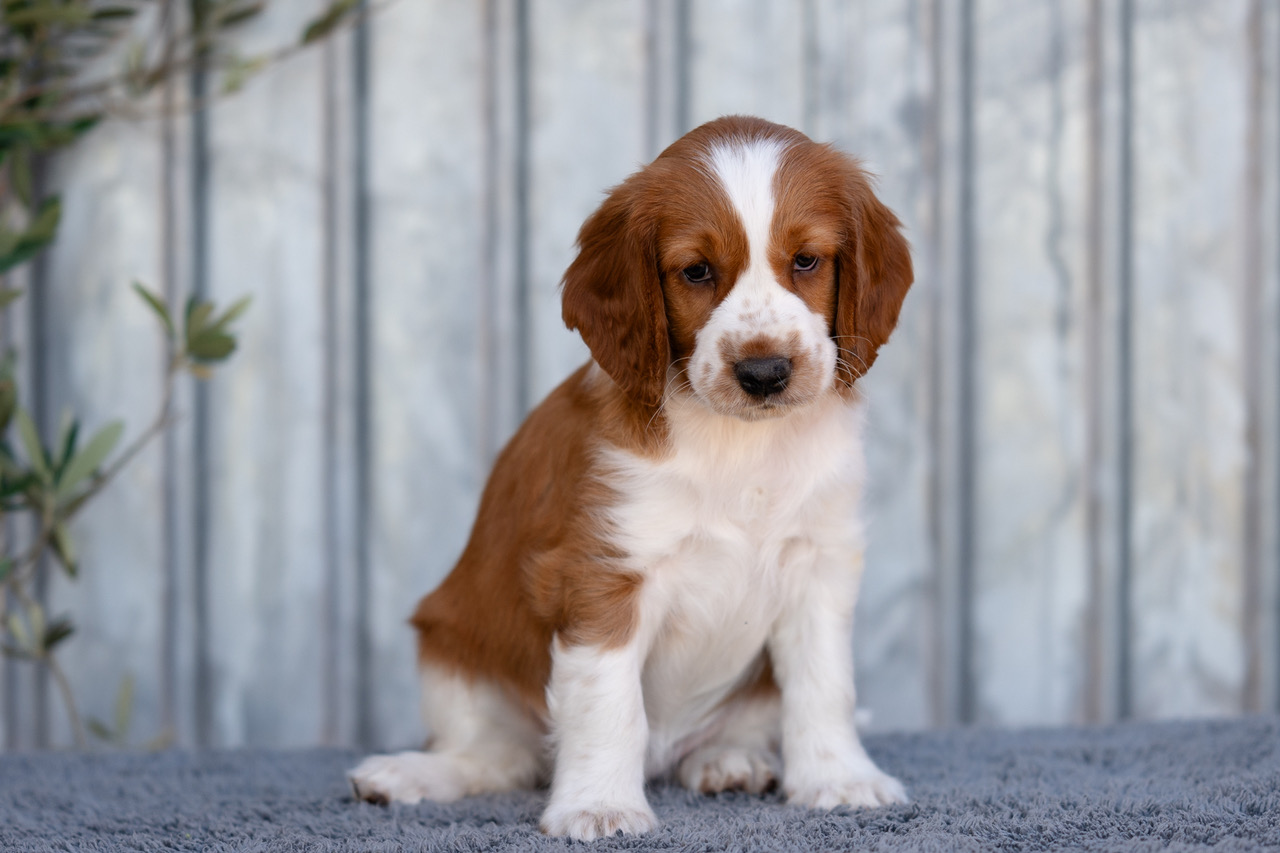 Y-kullen 2026 - Kennel Wallova