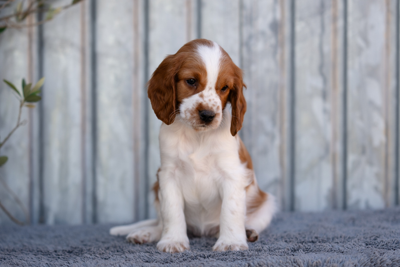 Y-kullen 2026 - Kennel Wallova