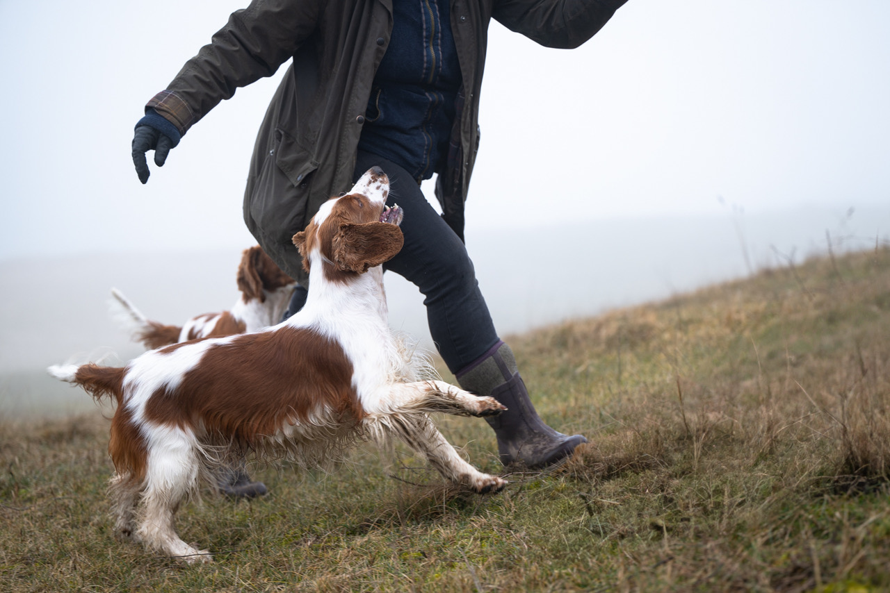 Kennel Wallova - Welsh Springer Spaniel