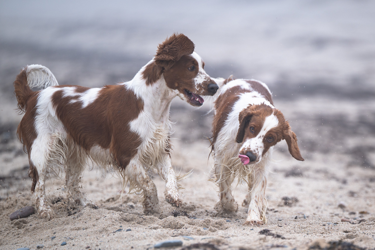 Kennel Wallova - Welsh Springer Spaniel