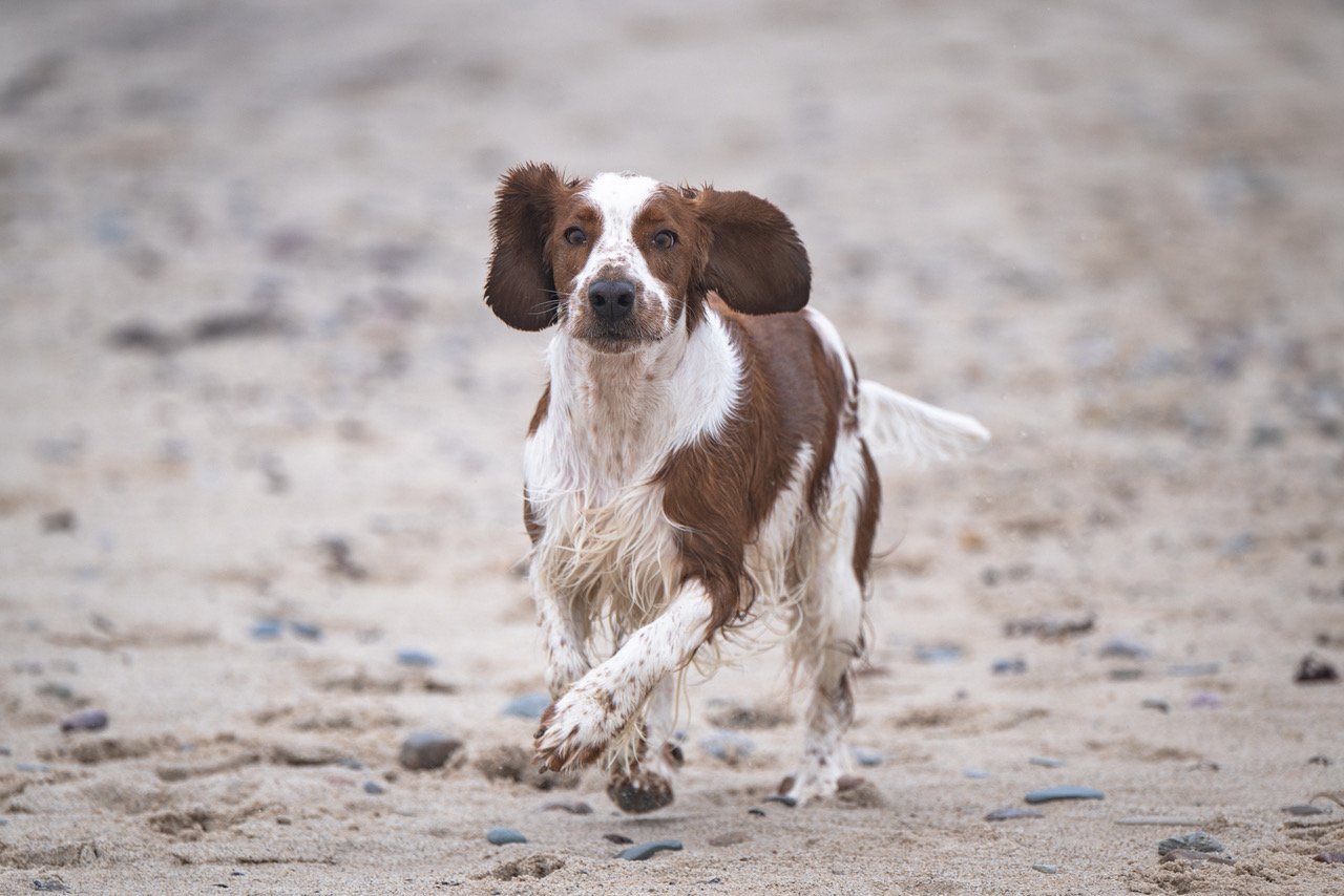 Kennel Wallova - Welsh Springer Spaniel