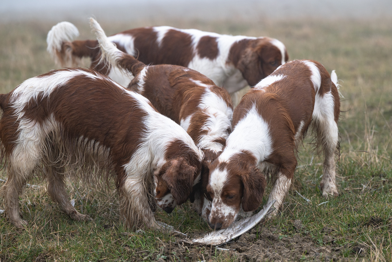 Kennel Wallova - Welsh Springer Spaniel