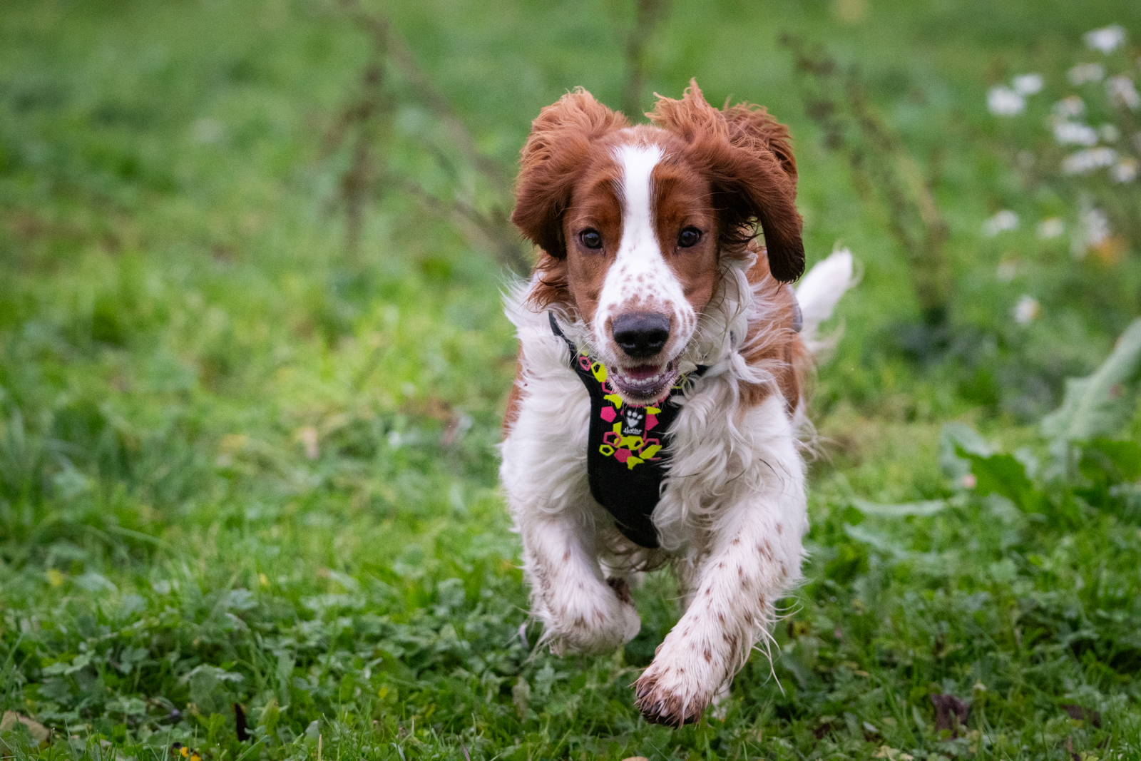 Kennel Wallova - Kennelträff 2025