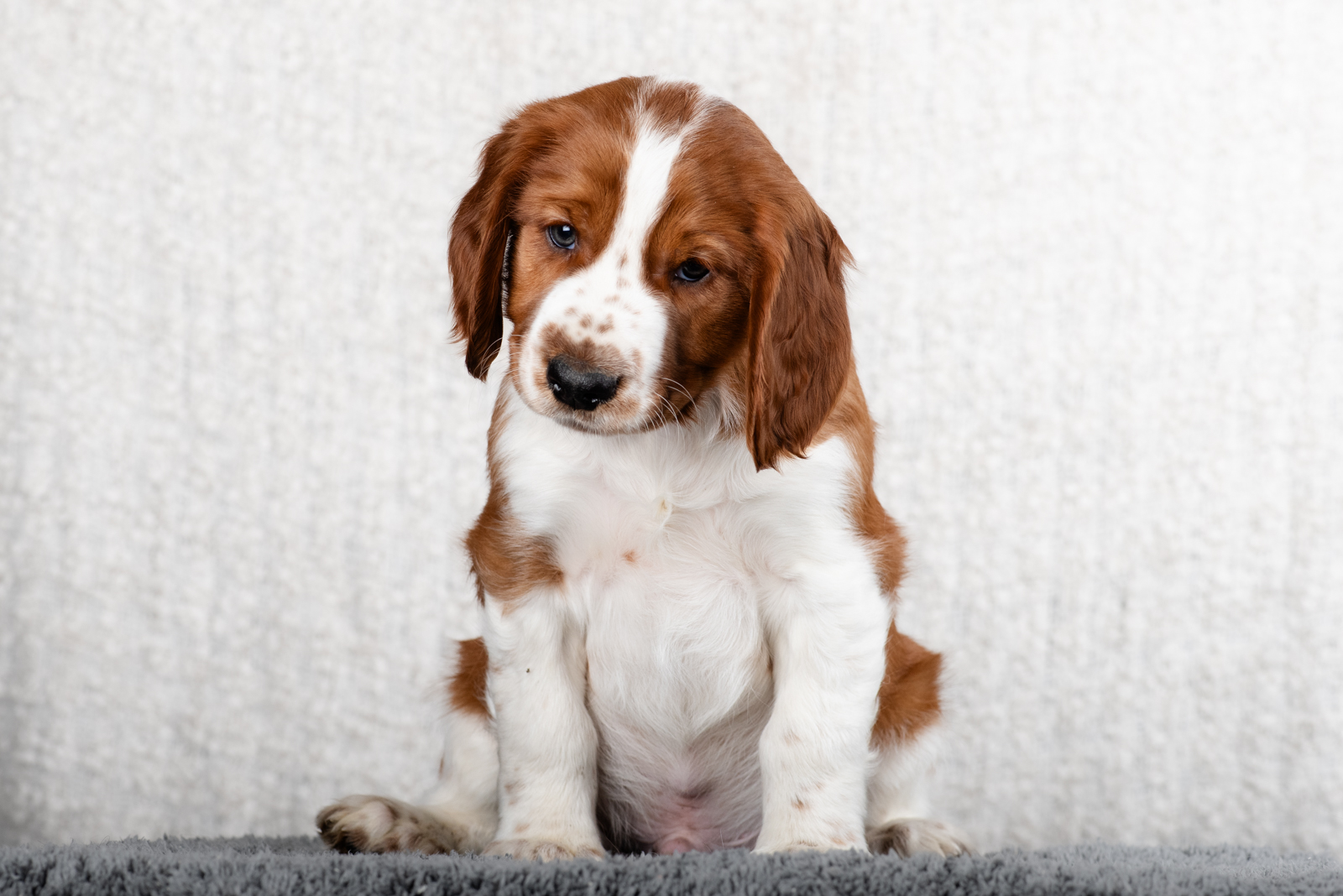 Valp ur P-kullen 2024 - Kennel Wallova