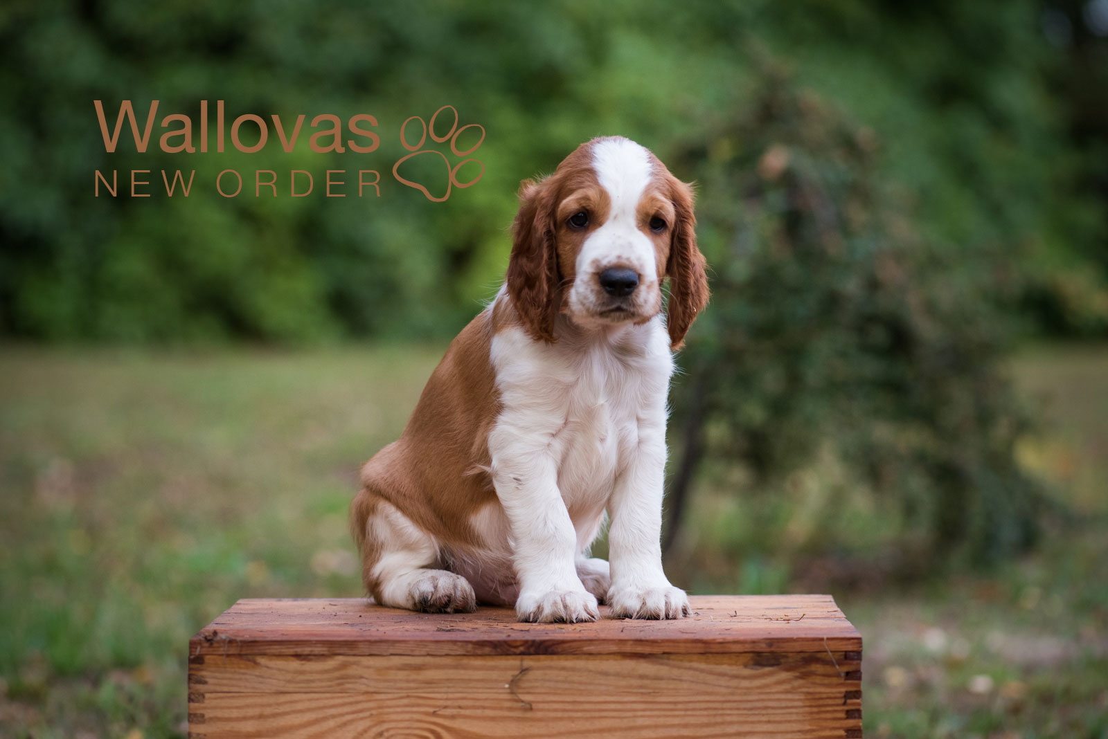 N-Kullen Kennel Wallova