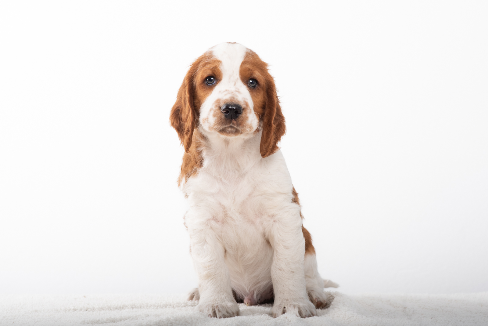 Valp ur D-kullen - Kennel Wallova