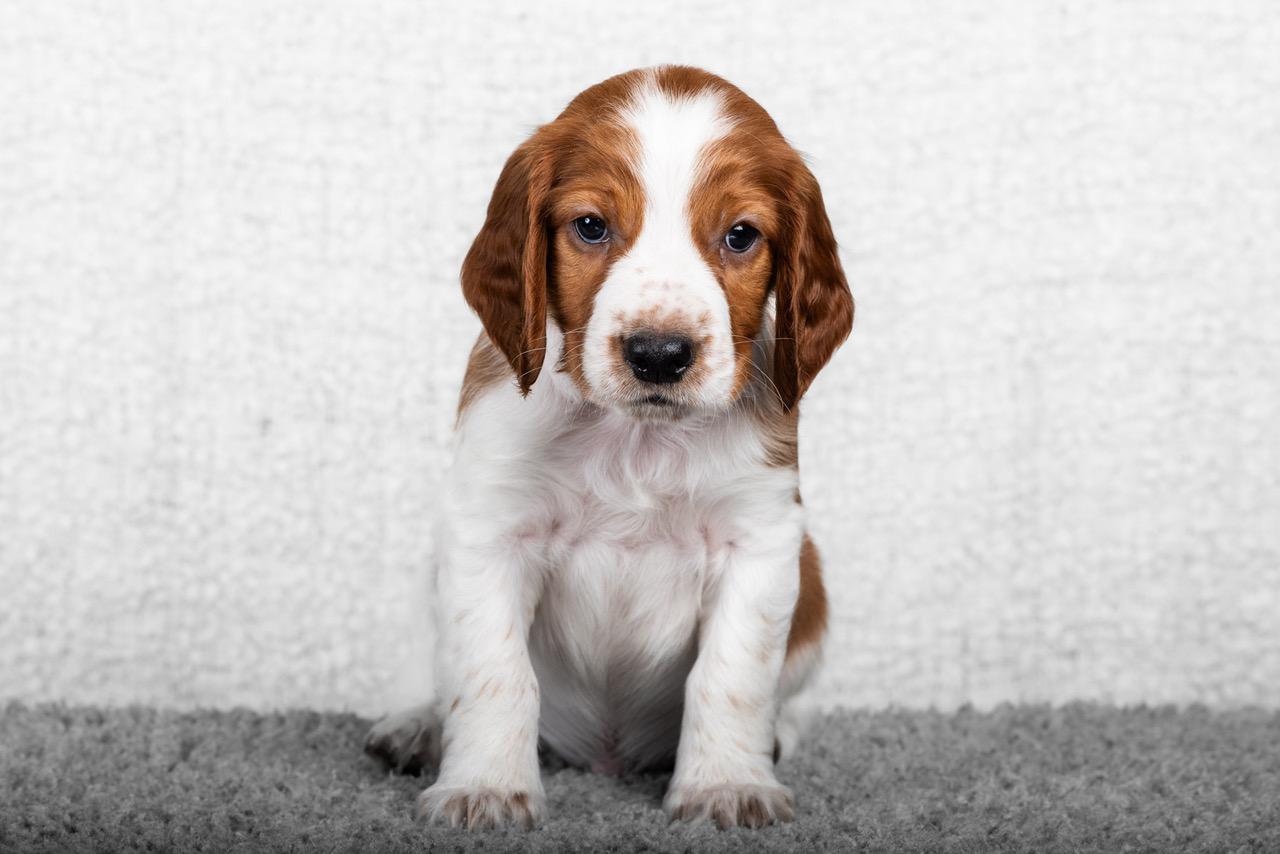 Valp ur R-kullen 2025 - Kennel Wallova