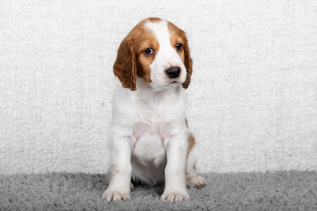 Valp ur R-kullen 2025 - Kennel Wallova