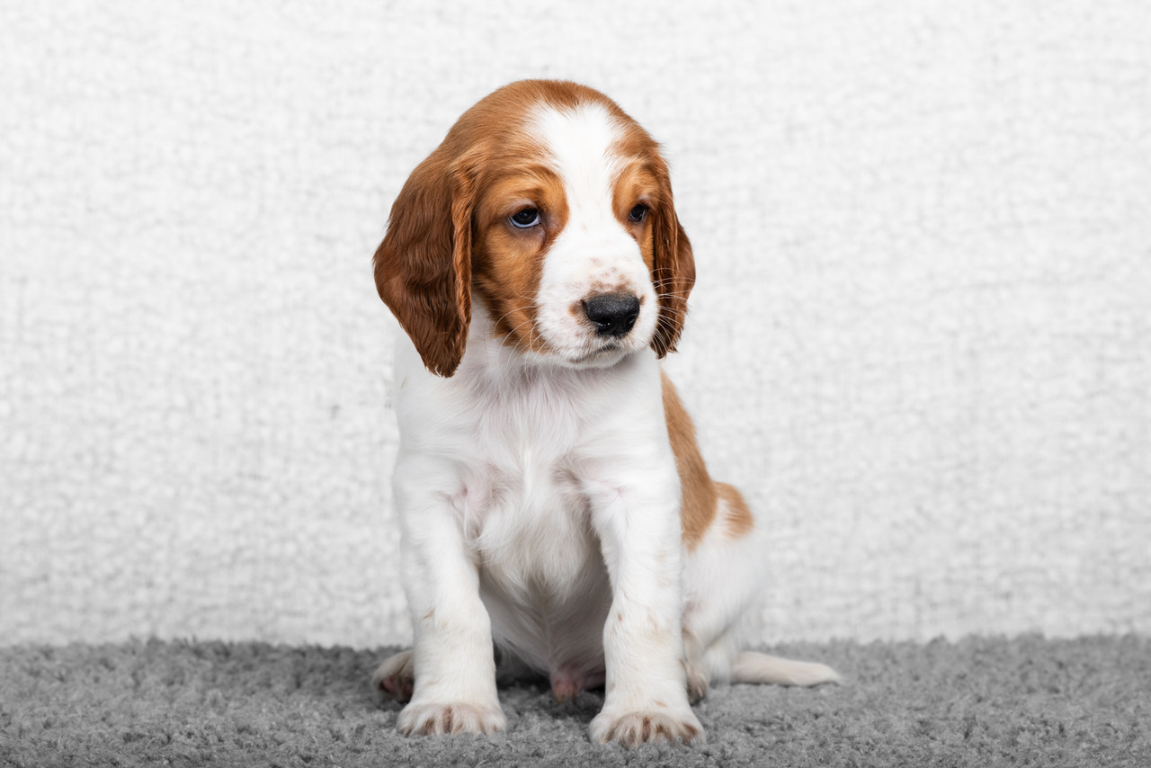 Valp ur R-kullen 2025 - Kennel Wallova