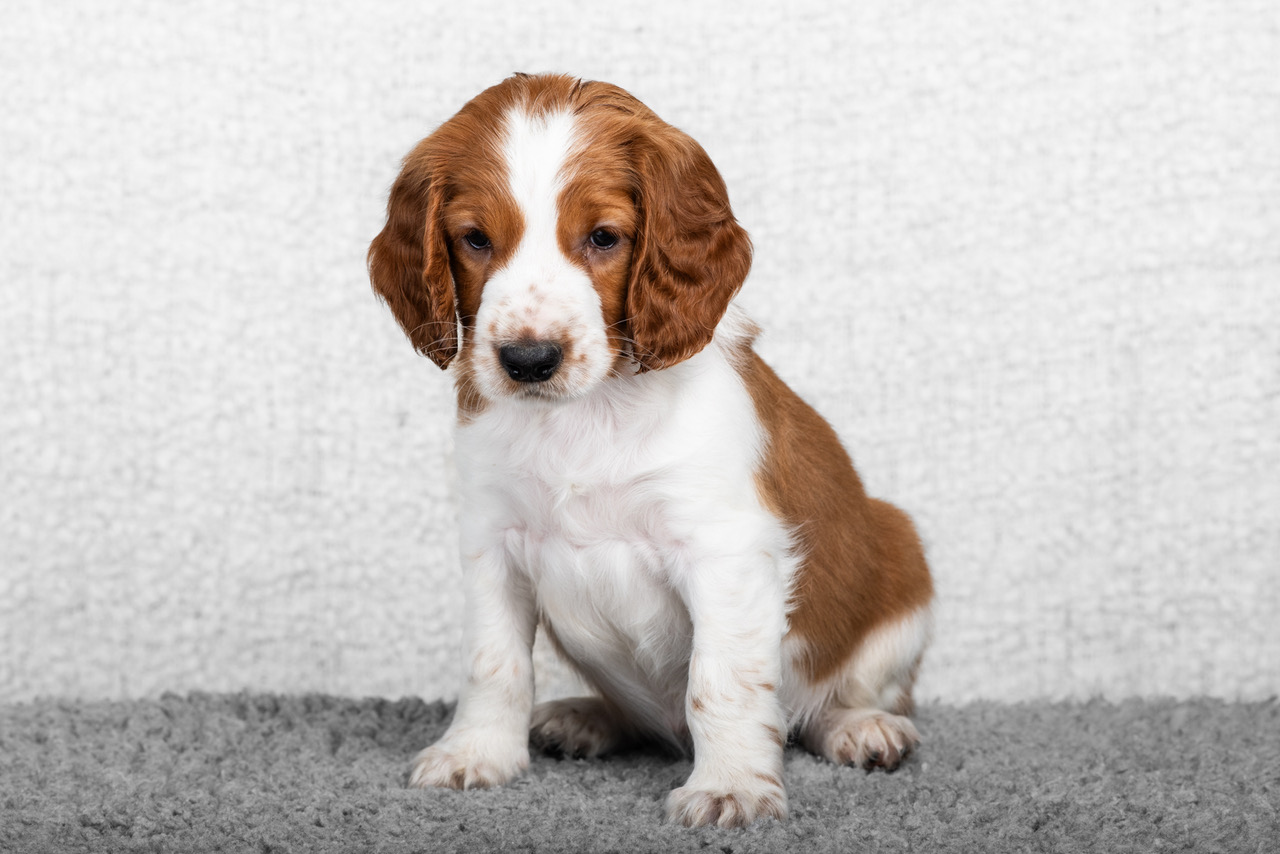 Valp ur R-kullen 2025 - Kennel Wallova