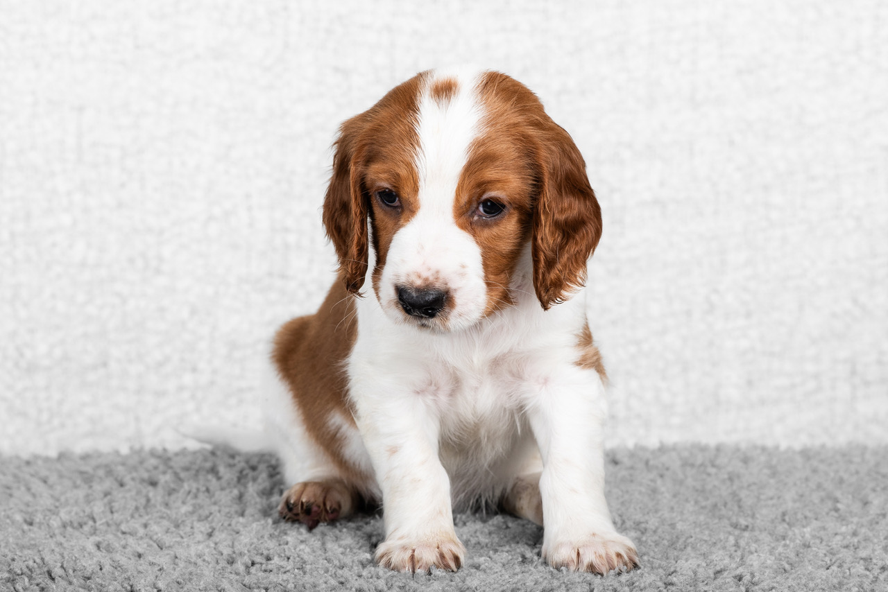 Valp ur R-kullen 2025 - Kennel Wallova