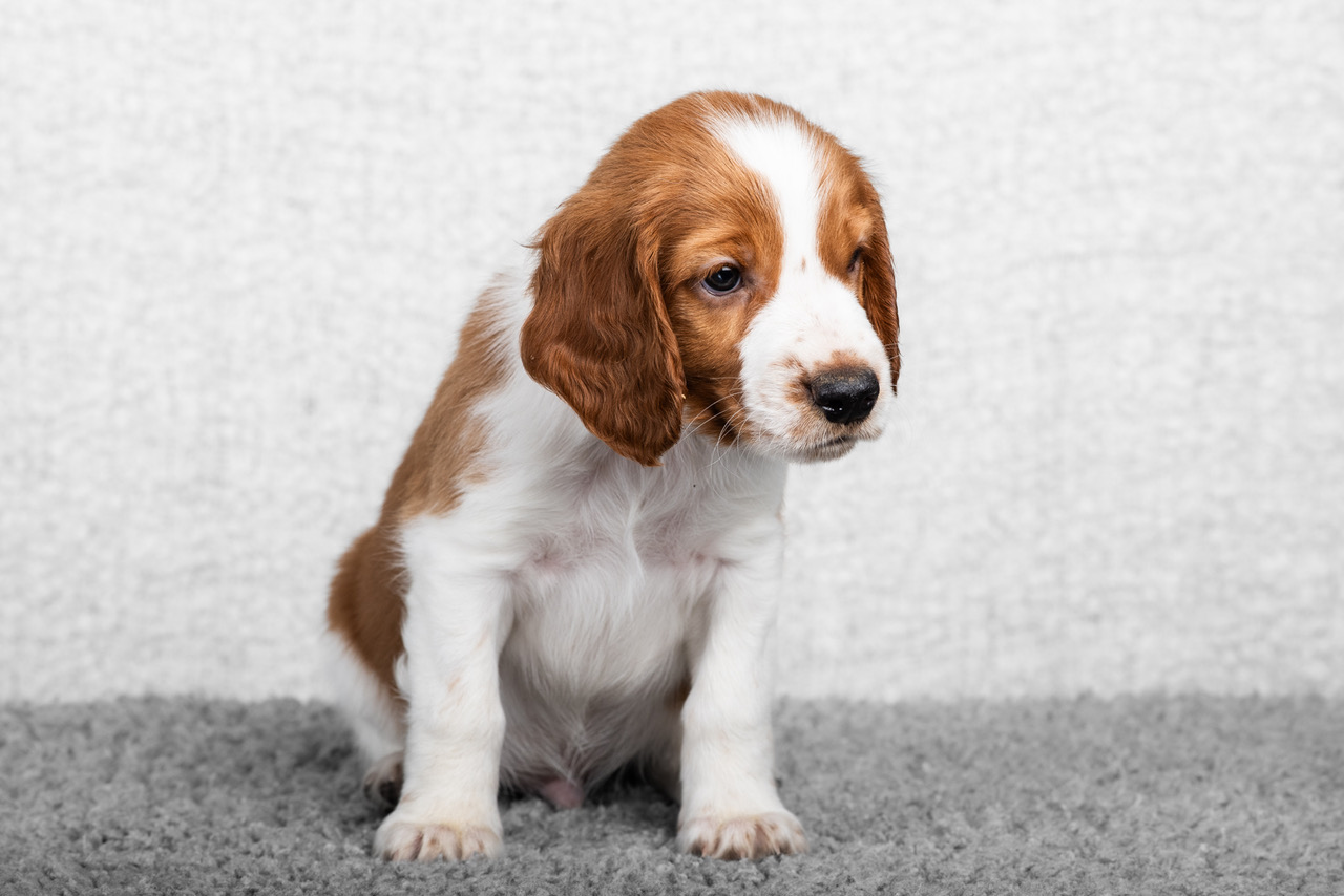 Valp ur R-kullen 2025 - Kennel Wallova