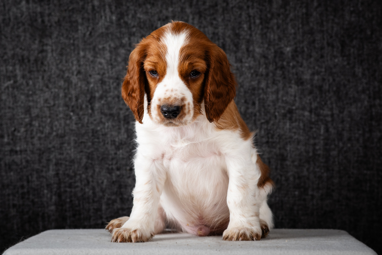 Valp ur R-kullen 2025 - Kennel Wallova