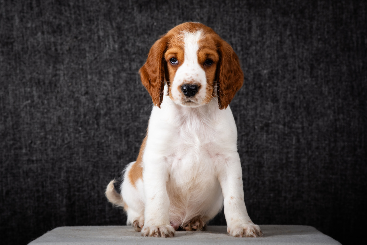 Valp ur R-kullen 2025 - Kennel Wallova