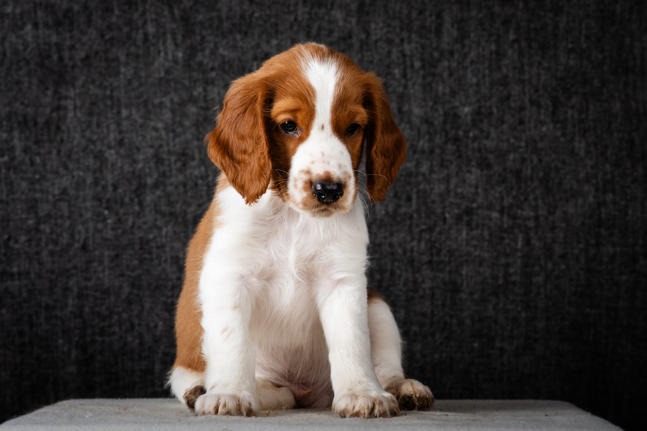 Valp ur R-kullen 2025 - Kennel Wallova