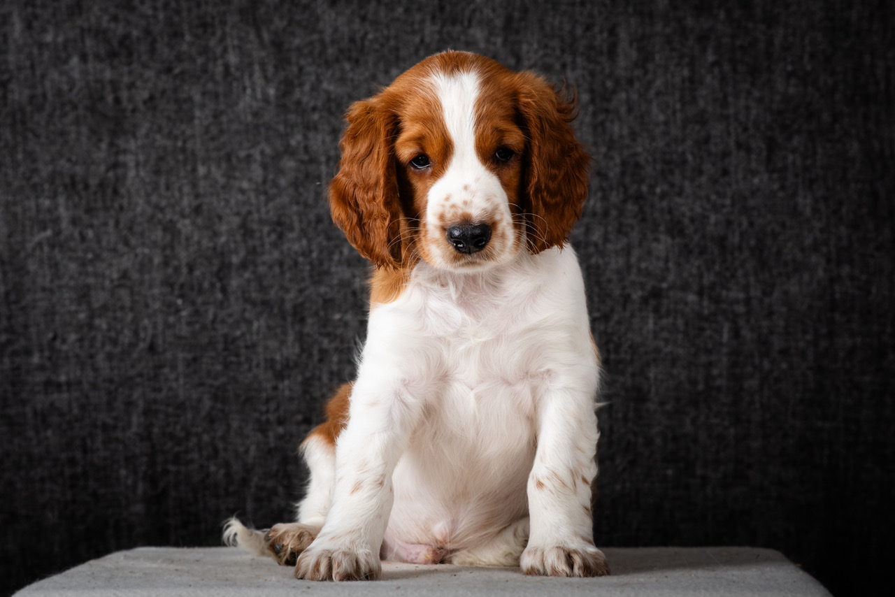 Valp ur R-kullen 2025 - Kennel Wallova