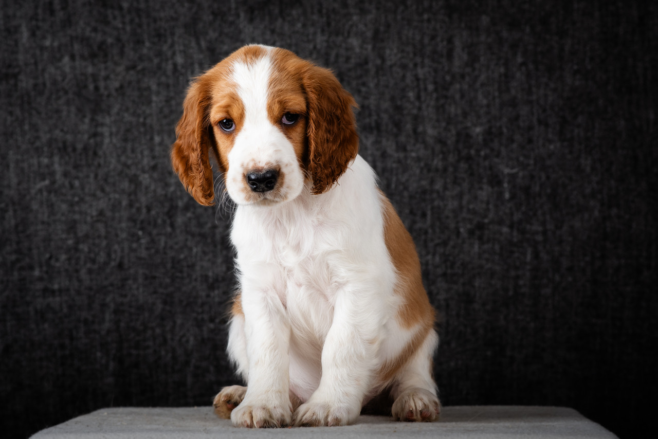 Valp ur R-kullen 2025 - Kennel Wallova