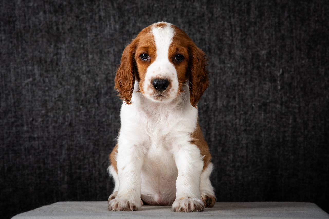 Valp ur R-kullen 2025 - Kennel Wallova