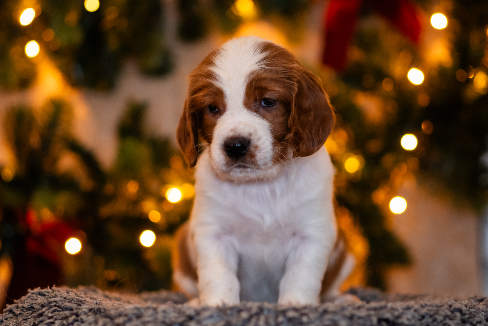 Valp ur S-kullen 2025 - Kennel Wallova