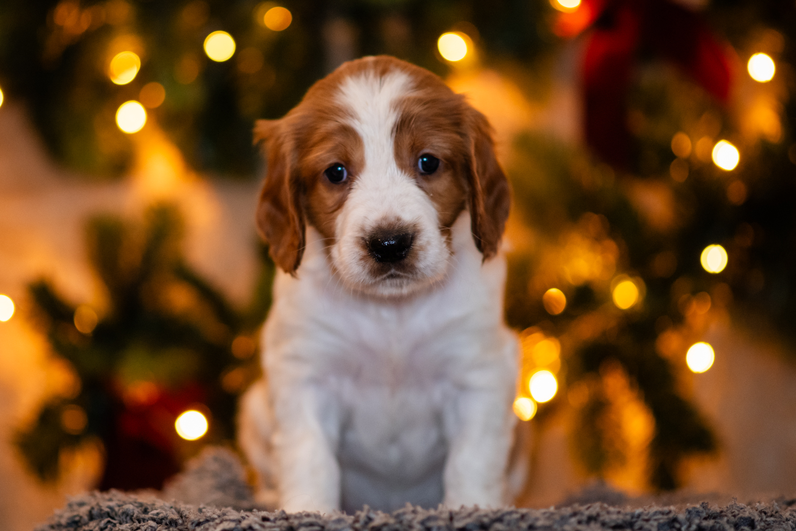 Valp ur S-kullen 2025 - Kennel Wallova