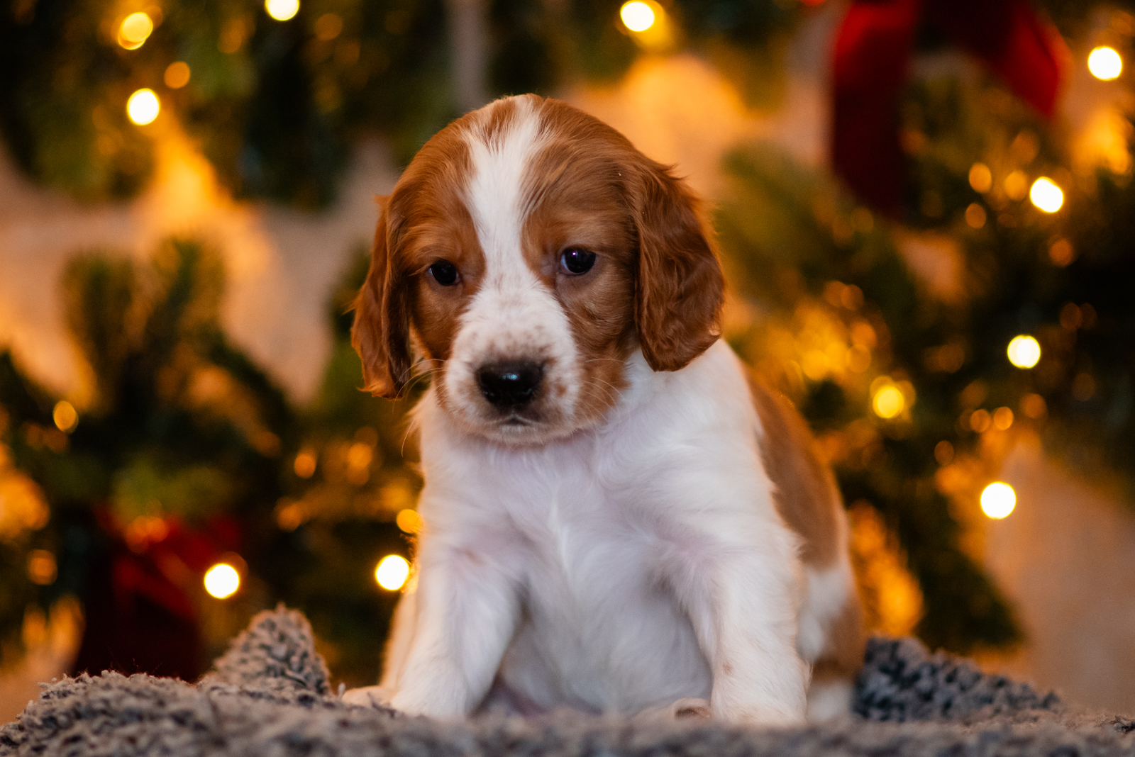 Valp ur S-kullen 2025 - Kennel Wallova