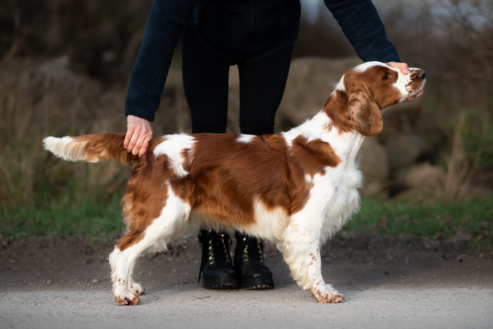 Wallovas Zara Larsson - Kennel Wallova