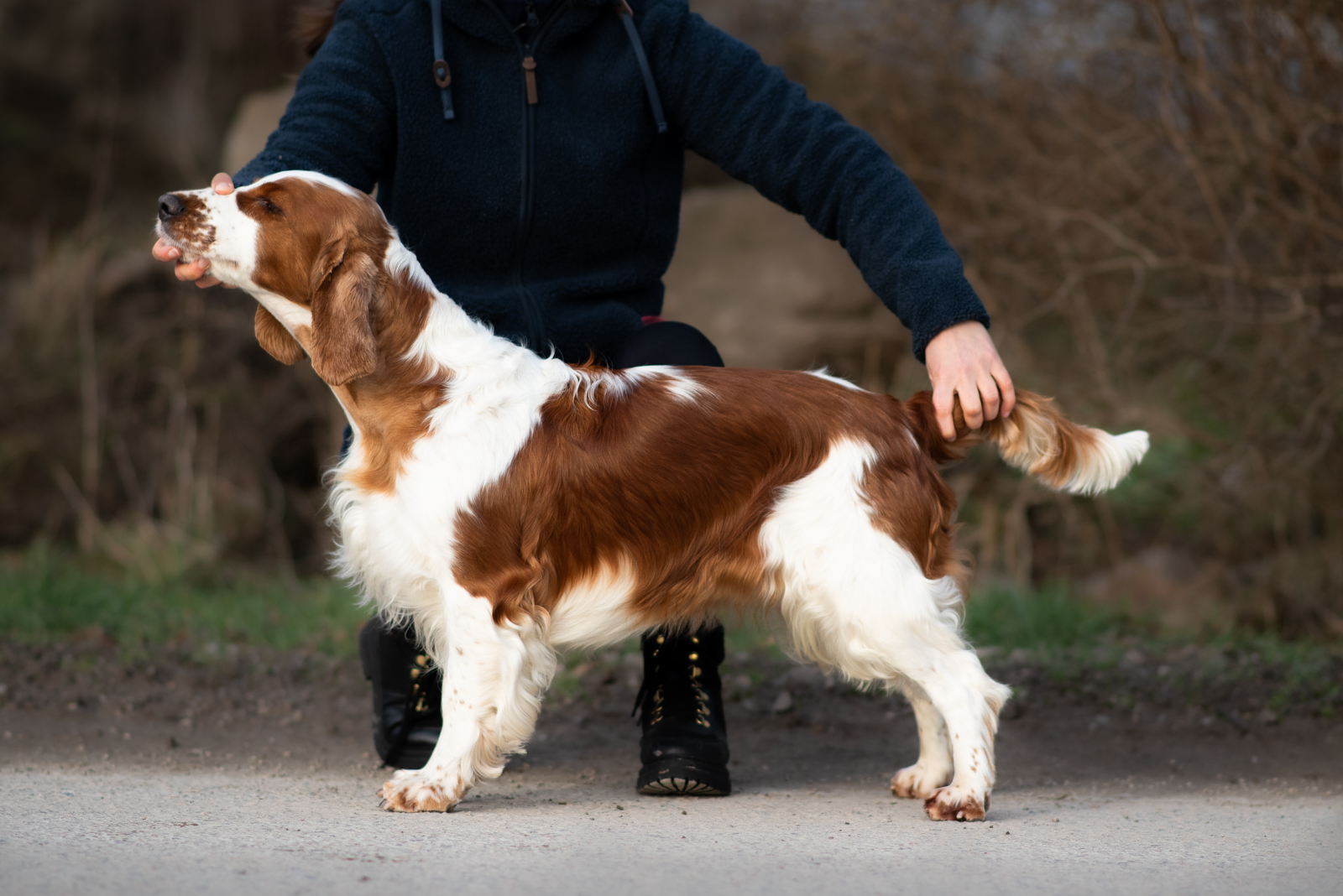 Wallovas Zara Larsson - Kennel Wallova