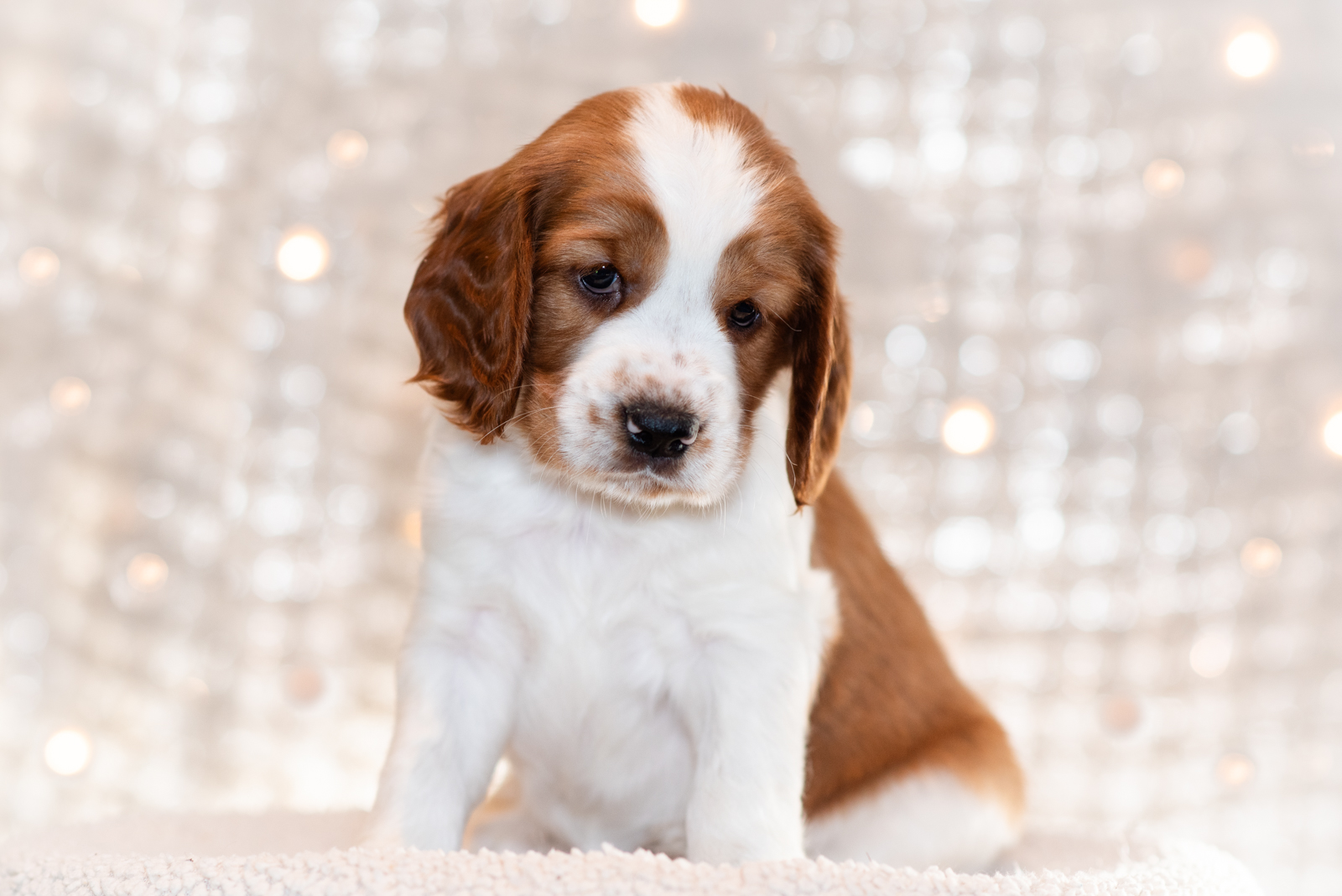 Valp ur T-kullen 2025 - Kennel Wallova