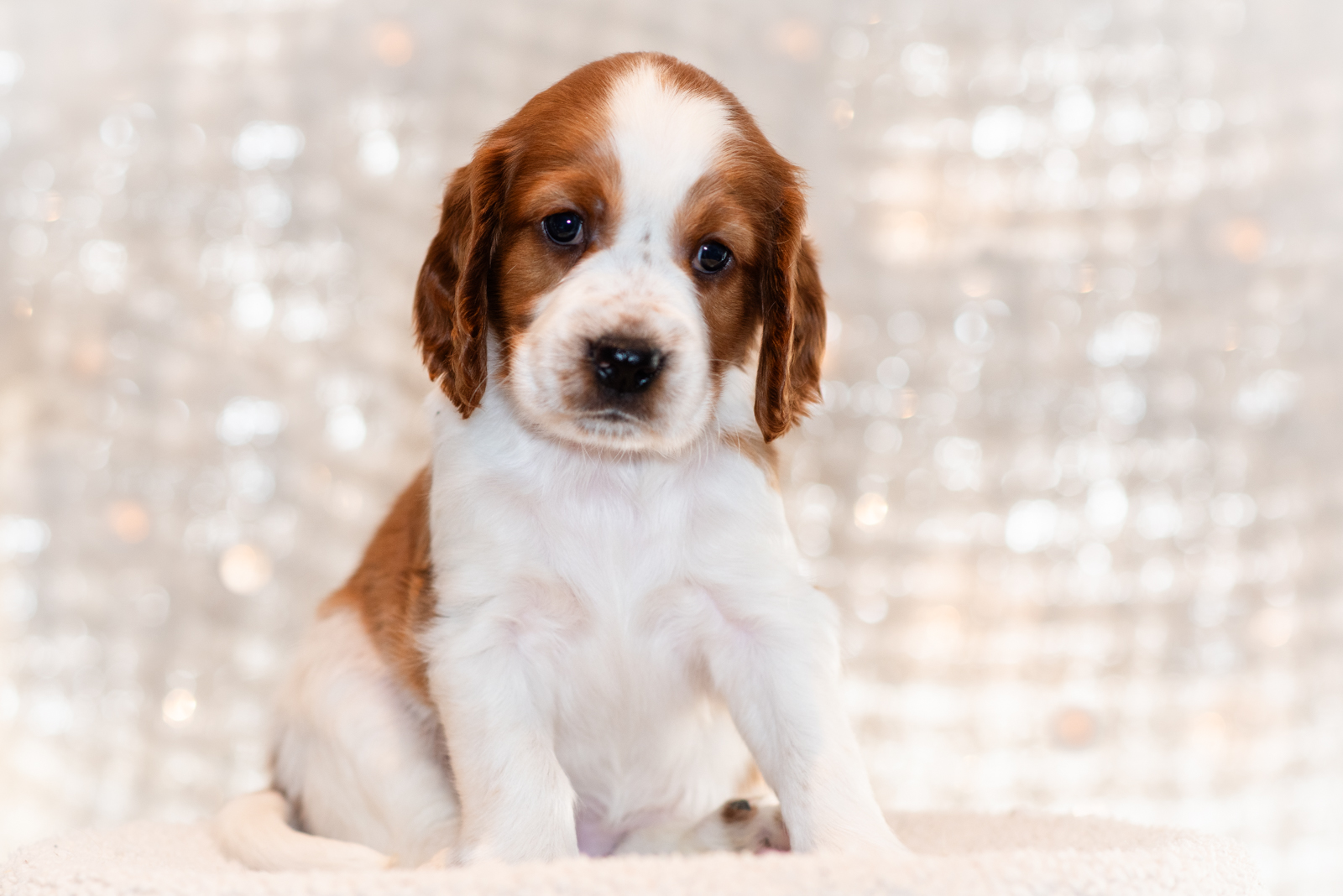 Valp ur T-kullen 2025 - Kennel Wallova