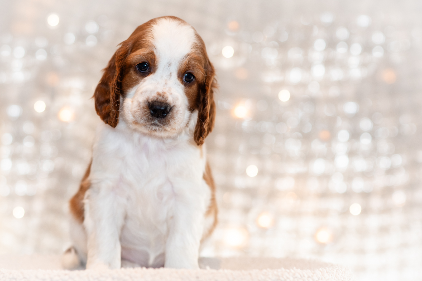 Valp ur T-kullen 2025 - Kennel Wallova