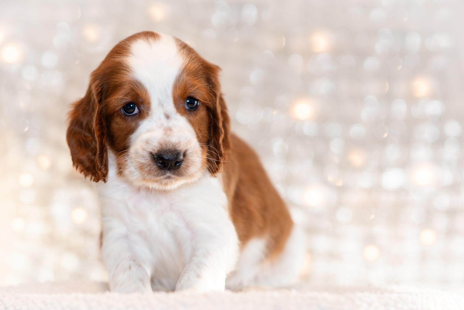 Valp ur T-kullen 2025 - Kennel Wallova