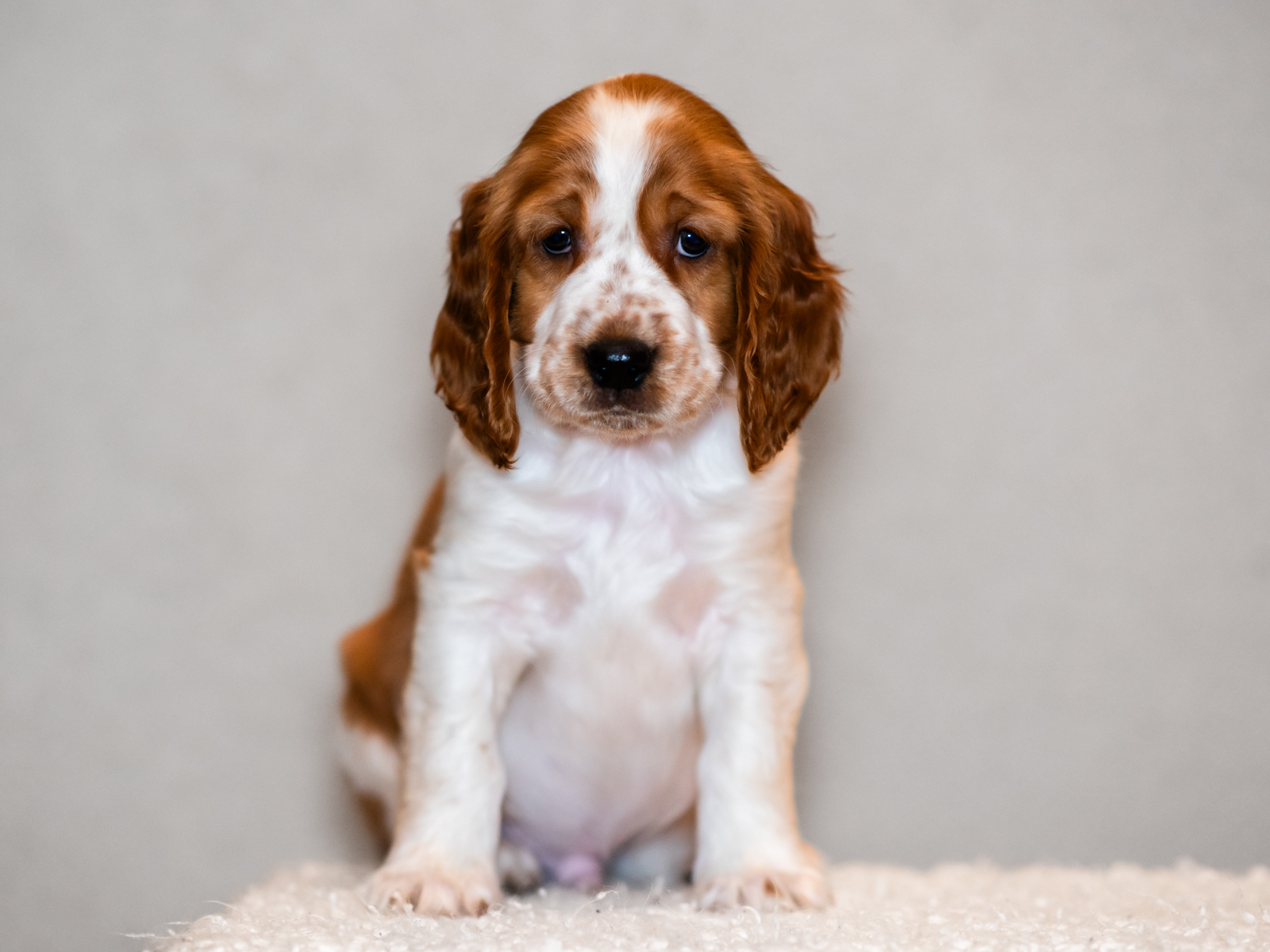 Valp ur T-kullen 2025 - Kennel Wallova