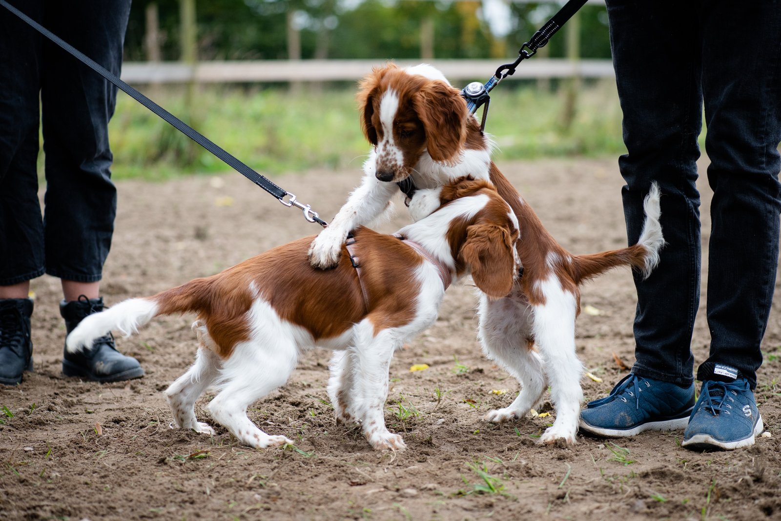 Valpträff - Kennel Wallova