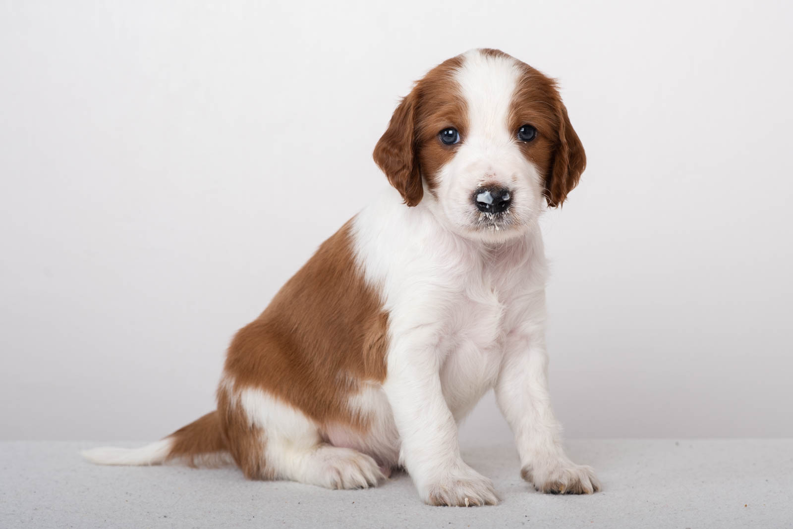 Valp ur P-Kullen Wallova