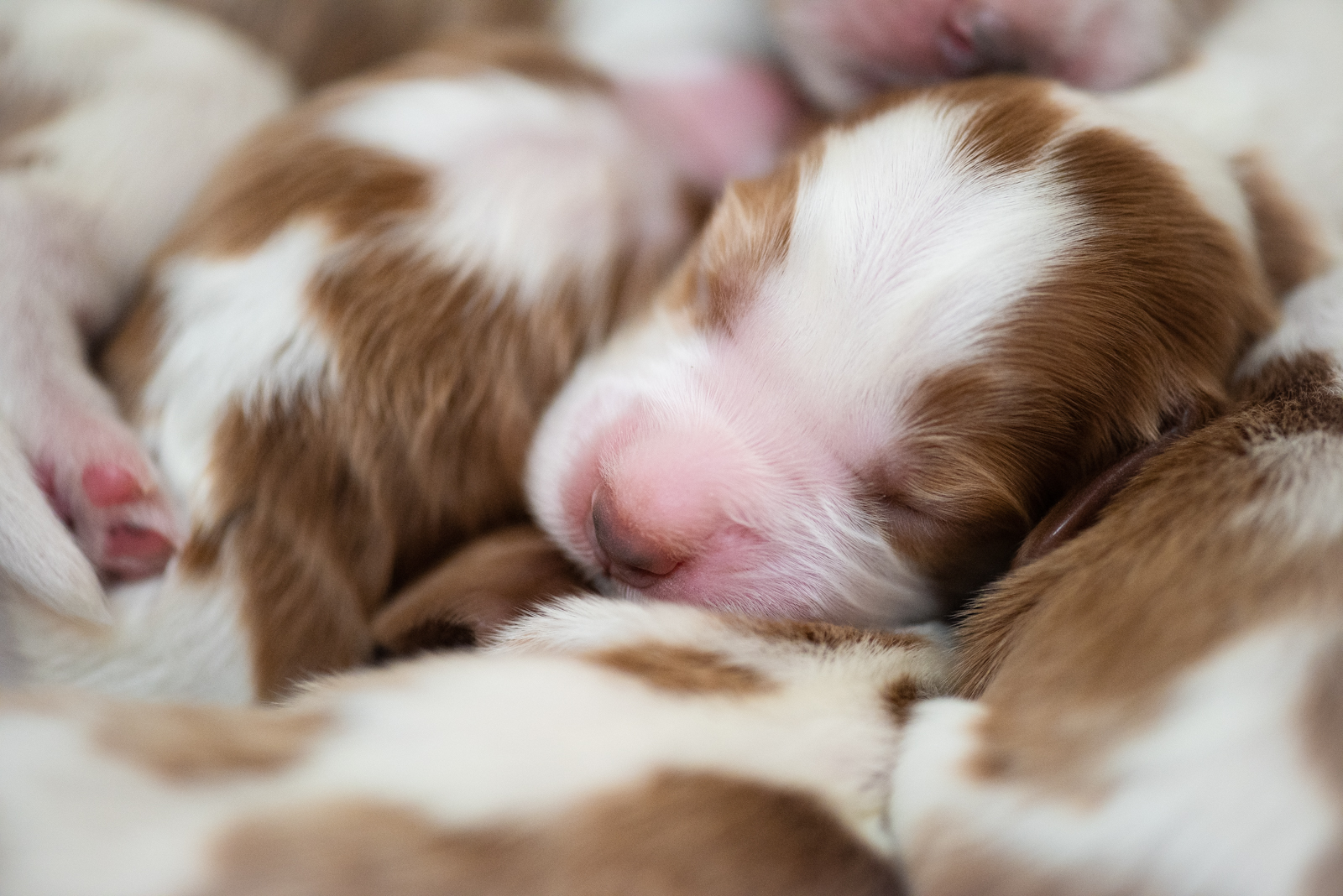 Valpar Z-kullen - Kennel Wallova