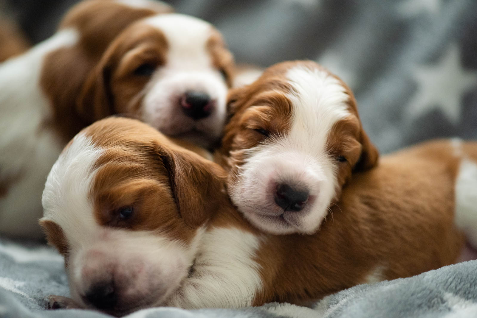 Valp Q-Kullen Kennel Wallova