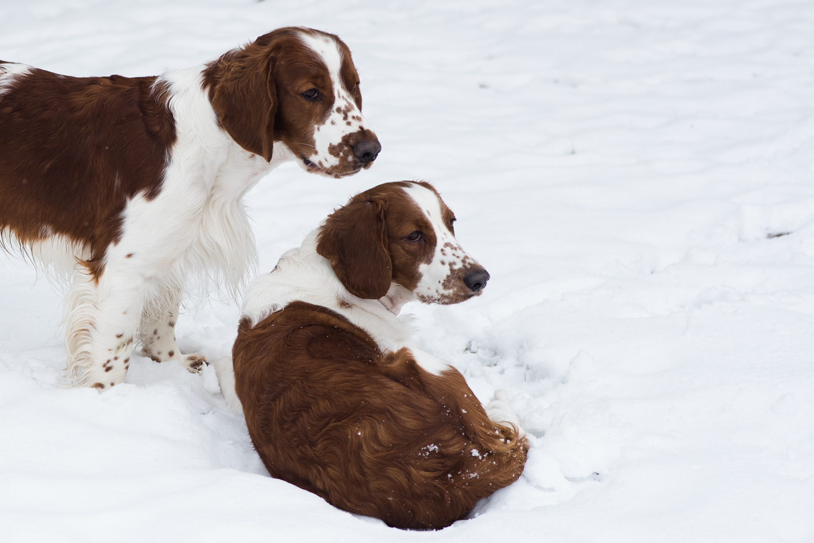 Eastfarm's Zachary & Wallovas Ellie Goulding