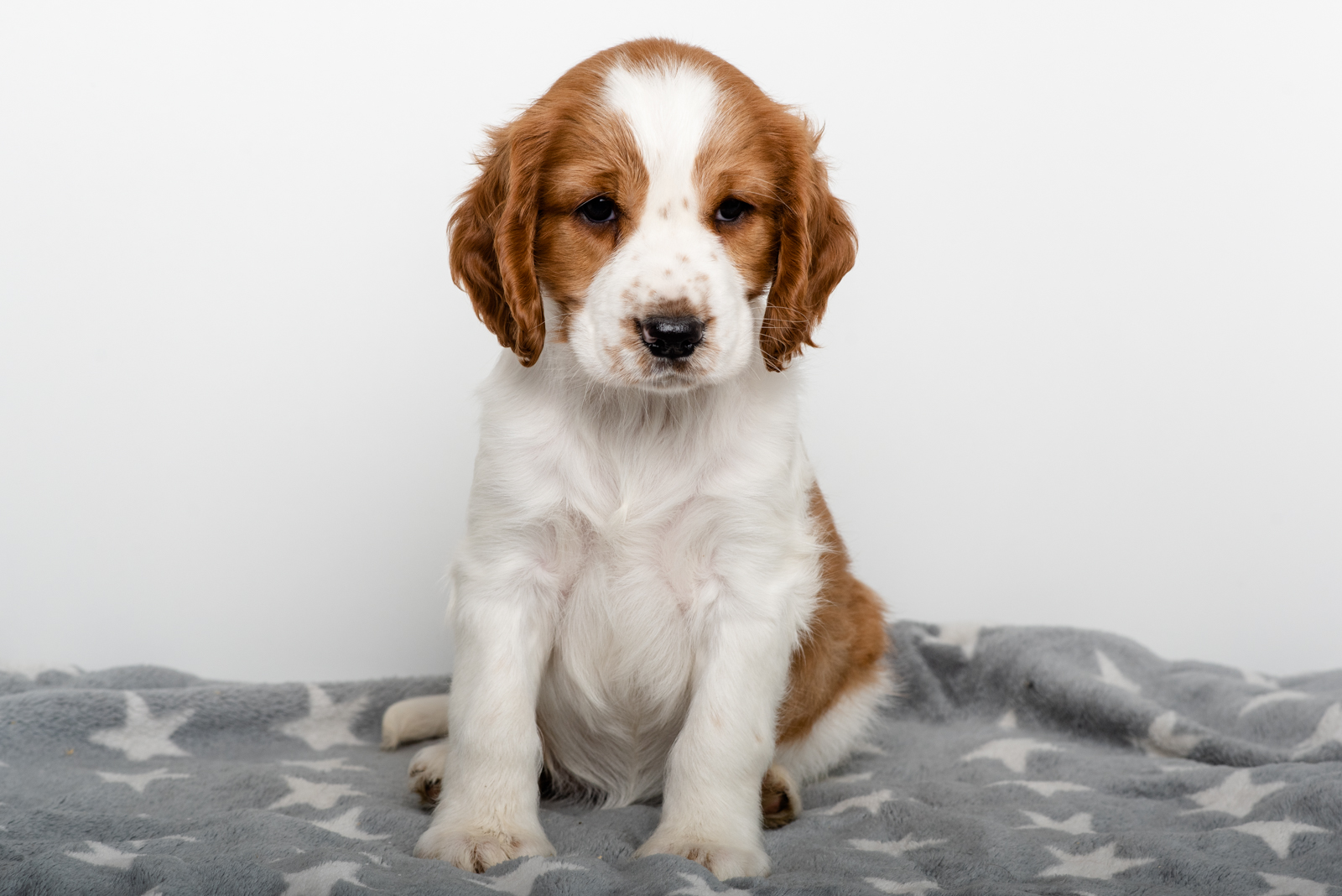 Kennel Wallova - Valp ur K-kullen 2023